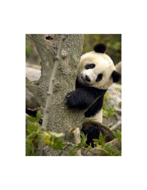 Panda Spirit  - Spirit · Nonhuman  This Personality cannot assign to attack the turn he attaches this card, as the tranquility o