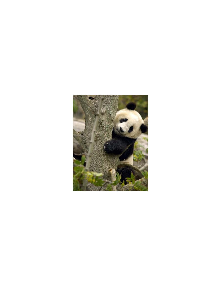 Panda Spirit  - Spirit · Nonhuman  This Personality cannot assign to attack the turn he attaches this card, as the tranquility o